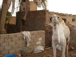 Camel in Asalahd