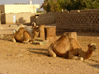 Camel in Asalahd